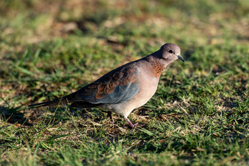 Tourterelle maillée,.Spilopelia senegalensis, Laughing Dove