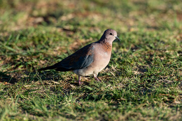 Tourterelle maillée,.Spilopelia senegalensis, Laughing Dove