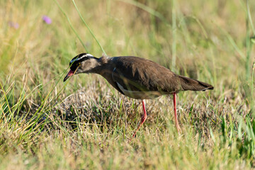 Vanneau couronné,.Vanellus coronatus, Crowned Lapwing, Afrique du Sud