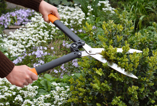Work in the garden: A gardener is trimming, pruning and shaping boxwood, buxus using hedge shears  with blooming flowers, arabis and creeping phlox in the background.