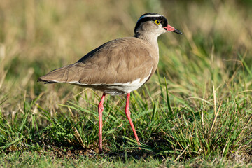 Vanneau couronné,.Vanellus coronatus, Crowned Lapwing, Afrique du Sud