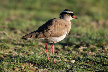 Vanneau couronné,.Vanellus coronatus, Crowned Lapwing, Afrique du Sud
