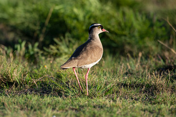 Vanneau couronn&eacute;,.Vanellus coronatus, Crowned Lapwing, Afrique du Sud