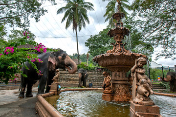 A ceremonial elephant has a drink of water from a fountain adjacent to the Temple of the Sacred Tooth Relic at Kandy in Sri Lanka. The elephant will parade in the Buddhist Esala Perahera.