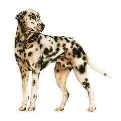 Watercolor portrait of white in black dots Dalmatian breed dog isolated on white background.