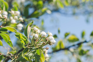 Flowering pear tree branch with white flowers and buds on a spring sunny day, selective focus