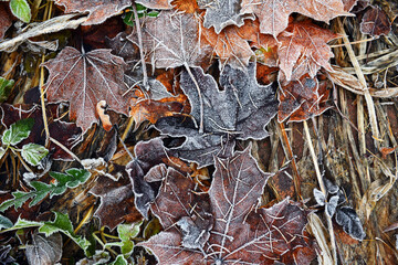 maple leaves covered with frost. texture