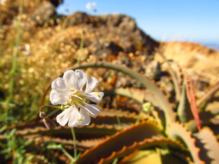 Piękny biały kwiat na rozmytym tle suchej trawy i kamienia, Madera