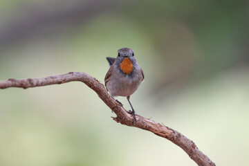 Brown bird with golden feathers on its chin perching on thin branch over bright green background in...