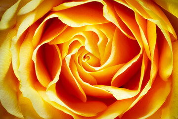 Fototapeta na wymiar Closeup image of a yellow and orange rose flower. The heart of the rose. Floral background.