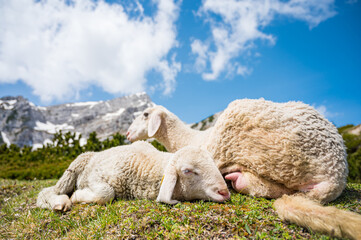 Obraz premium Cute lamb with her mother resting on mountain meadow.