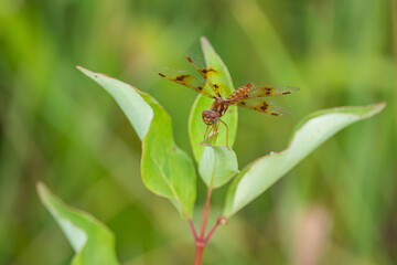 Eastern Amberwing Dragonfly in Summer