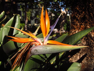 Strelicja królewska (rajski ptak) w ogrodzie botanicznym na wyspie Madera, Portugalia