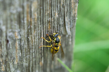 German Yellowjacket on Wood in Summer