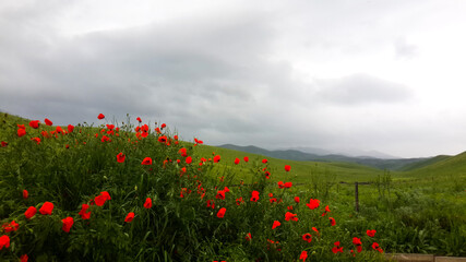 poppies bloom in the steppe in spring