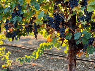 grape vines in autumn