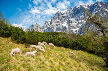 Fototapeta premium Flock of sheep grazing on alpine meadow surrounded with mountains.