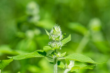 Hairy Wood Mint in Summer