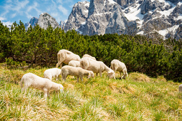 Fototapeta premium Flock of sheep grazing on alpine meadow surrounded with mountains.