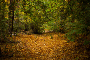deep in the forest. thicket. green forest in siberia