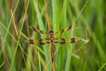Halloween Pennant Dragonfly in Summer