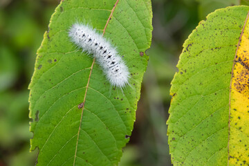 Hickory Tussock Moth Caterpillar in Summer