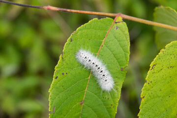 Hickory Tussock Moth Caterpillar in Summer