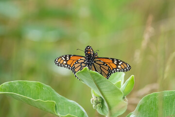 Monarch Butterflies Mating in Summer