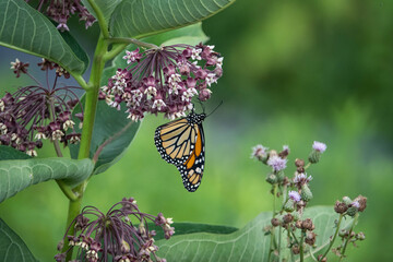 Monarch Butterfly Feeding on Milkweed Flowers