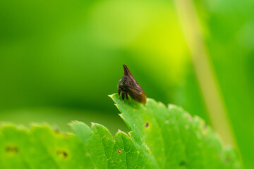 Widefooted Treehopper in Summer