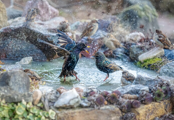 European starlings, Sturnus vulgaris, enjoying bathing and splashing about in the water of a mini garden pond with thawing ice, it keeps feathers well-groomed in winter, Germany