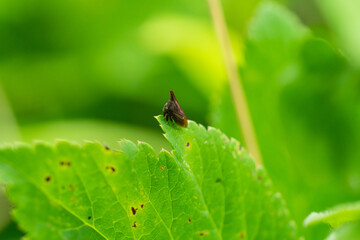 Widefooted Treehopper in Summer