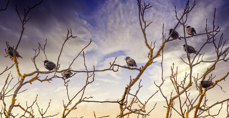 European starling (Sturnus vulgaris) on a tree