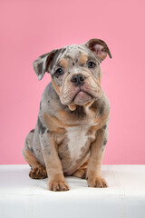Cute old english bulldog puppy sitting on a sofa looking at the camera on a pink background