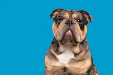 Portrait of a old english bulldog dog looking at the camera on a blue background