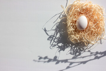 Spring flat lay composition with white easter egg in nest and pussy-willow catkins on white background. Top view, copy space. Hard light, shadow
