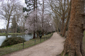 Late afternoon Spring walk in the park