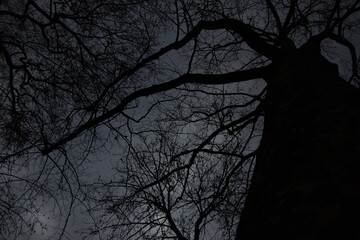 Haunted tree scene