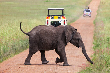 African bush elephant