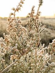 Danish calluna in the morning