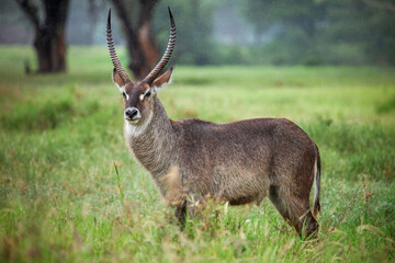 Waterbuck