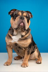 Old english bulldog dog sitting and looking away on a blue background