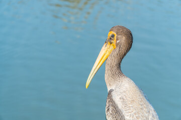Portrait of yellow-billed stork (Mycteria ibis) with the River Background.