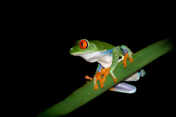 Green red eyed tree frog sitting on a leaf during the night