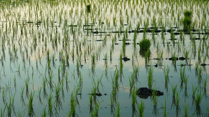 Close up of rice plant on paddy field during transplanting period.