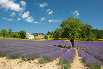 Field with lavender flowers and a tree in the provence in France