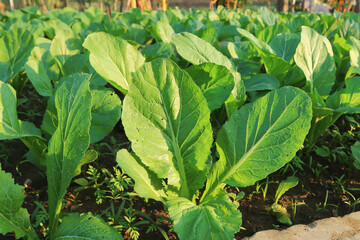 brassica juncea, green lettuce or lettuce
