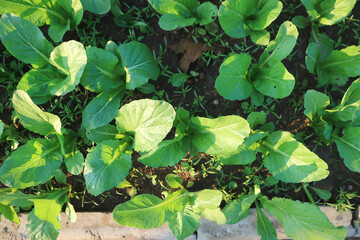 Fototapeta premium brassica juncea, green lettuce or lettuce