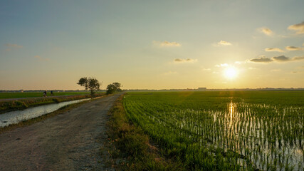 Fototapeta na wymiar Beautiful landscape of rice paddy field in Sekinchan, Selangor, Malaysia during sunset.