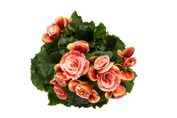Beautiful blooming begonia elatior with pink flowers isolated on white background, top view.